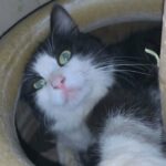 Kittens for sale