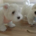 Olivia - Coton De Tulear