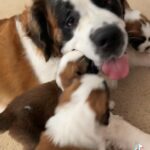 Puppies need a forever home
