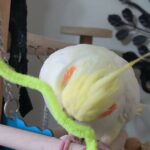Need Home for Two lovely Cockatiels