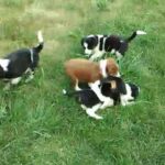 Purebred Border Collie puppies