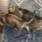 AKC Registered DNA GERMAN SHEPHERD PUPPIES