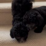 Havapoo puppies