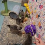 Highlander Kittens
