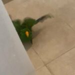 1 year old Male Eclectus Parrot for sale!