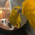 5 yo Male Golden Conure loverboy