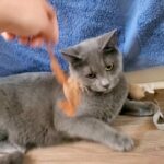 Lynx point siamese kittens