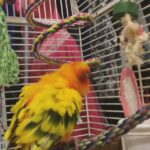 Sun conure parrot