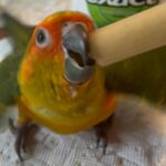 Handfed Baby Sun Conures