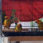 Handfed Baby Sun Conures