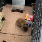 Female Spayed Lionhead