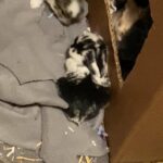 Holland lops bunnies