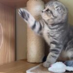 Purebreed Scottish kitten