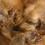 AKC Golden Retriever