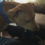 Pit/lab mix puppie