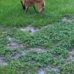 Cute Belgian Malinois Pups for Sale