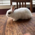 Luke’s Bun Buns