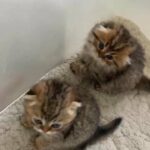 Scottish fold kittens for sale!