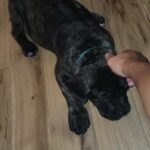 Female Cane Corso puppy