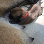 Cute Belgian Malinois Pups for Sale