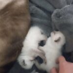 Seal Point Siamese Kittens For Sale