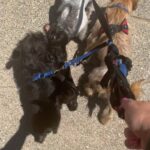 Two bonded terrier mix puppies
