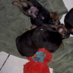 AKC Registered Rottweiler puppies