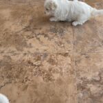 Maltese puppies for sale