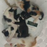 Kittens for sale