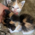 Beautiful Calico Kittens
