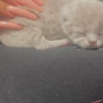 Beautiful Scottish fold Kiitens born 9/14