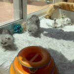 Doll face Persian kitten