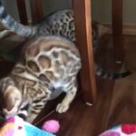 Cute Bengal kittens for sale