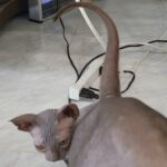 Canadian Sphynx Kittens Black 2Month Old Purebred