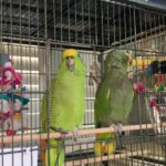 2 Amazon Parrots