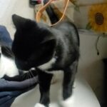 Male family cat