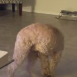 Kai needs a new home