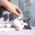Scottish fold kittens for sale