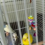 5 parakeets birds