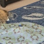 "Rehoming a pair of domestic cats "