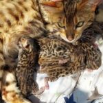 Bengal Kittens Tica registered