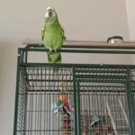 Amazon parrot for sale