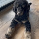 AKC Phantom Poodle-Rehome