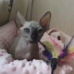 Female Sphynx kitty for sale