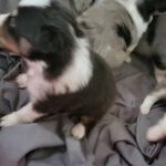 Sheltie puppies