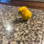 5 yo Male Golden Conure loverboy