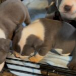 Pittbull boxer mixed