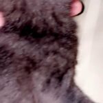 I'm selling my kitten
