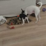 Male Rat Terrier's