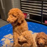 Goldendoodle